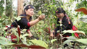 Cây xạ đen và công dụng chữa nhiều loại bệnh Cây xạ đen và công dụng chữa nhiều loại bệnh