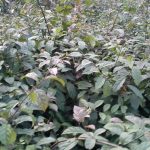 Cây xạ đen chữa bệnh gì? Nơi mua bán cây xạ đen Hòa Bình chính gốc