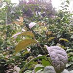 Cây xạ đen chữa ung thư tốt không? Cách dùng xạ đen chữa bệnh cực tốt