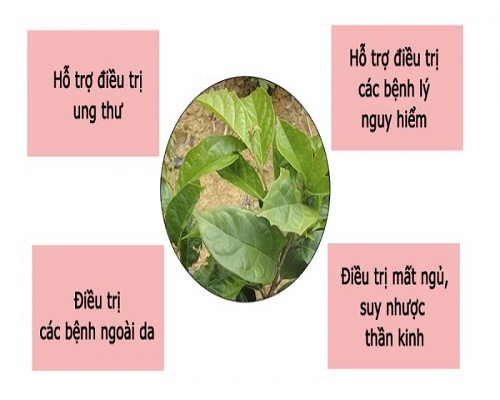 Xạ đen có công dụng hữu ích trong việc chữa bệnh Xạ đen có công dụng hữu ích trong việc chữa bệnh