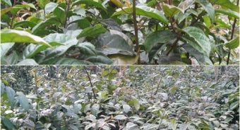 Cây xạ đen chữa những bệnh gì? Tác dụng xạ đen Hòa Bình tự nhiên