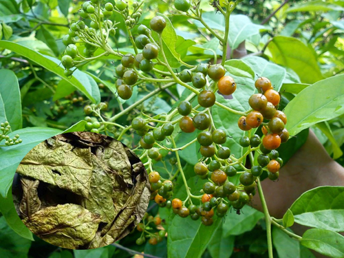 Uống nước cây xạ đen có tác dụng gì là thắc mắc của nhiều độc giả
