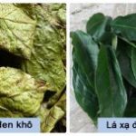 Uống xạ đen có tác dụng gì? Cách sử dụng xạ đen hiệu quả nhất