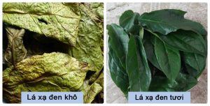 Hình ảnh lá xạ đen tươi, khô chuẩn nhất Hình ảnh lá xạ đen tươi, khô chuẩn nhất