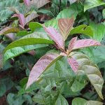 Cây xạ đen ở Hòa Bình: Đặc điểm, công dụng, cách dùng tốt nhất