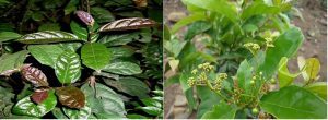 Sự khác nhau giữa xạ đen tươi và xạ vàng qua hình dáng, màu sắc Sự khác nhau giữa xạ đen tươi và xạ vàng qua hình dáng, màu sắc