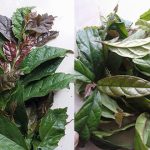 Cây xạ đen ngâm rượu chữa bệnh gì? Cách ngâm rượu cây xạ đen