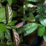 Cây xạ đen có tác dụng gì? Công dụng của cây xạ đen chữa ung thư