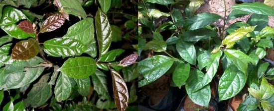 Cây xạ đen có tác dụng gì? Cây xạ đen có tác dụng gì?