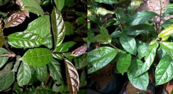 Cây xạ đen tác dụng gì? Uống nước sắc xạ đen mỗi ngày có tốt không?