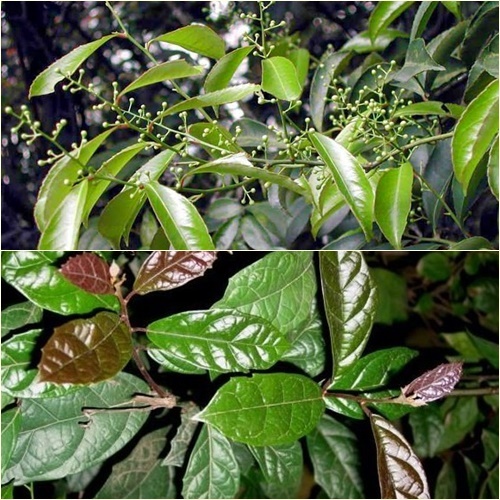 Cây xạ đen có công dụng tốt đối với sức khỏe con người