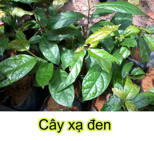 Lá xạ đen chữa được bệnh gì là câu hỏi rất nhiều người quan tâm Lá xạ đen chữa được bệnh gì là câu hỏi rất nhiều người quan tâm
