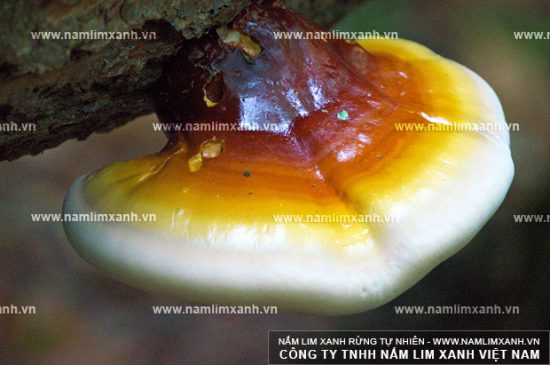 Giá nấm lim xanh của Thanh Hóa chọn mua nấm lim xanh rừng chuẩn