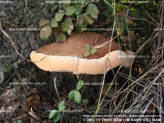 Chữa ung thư dạ dày bằng nấm lim xanh