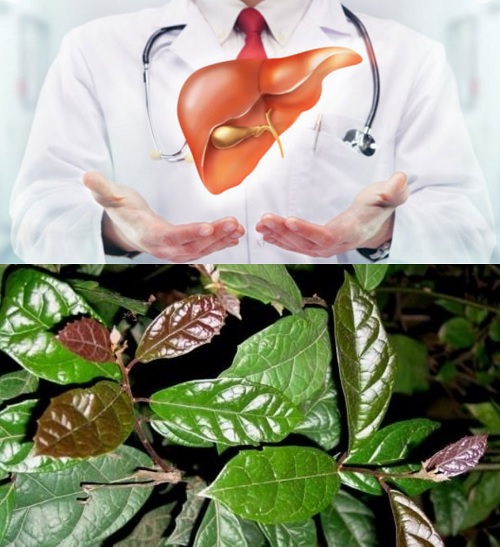 Công dụng của cây xạ đen với người bệnh gan nhiễm mỡ.
