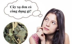 Công dụng của cây xạ đen trong điều trị bệnh? Dùng xạ đen kiêng gì?