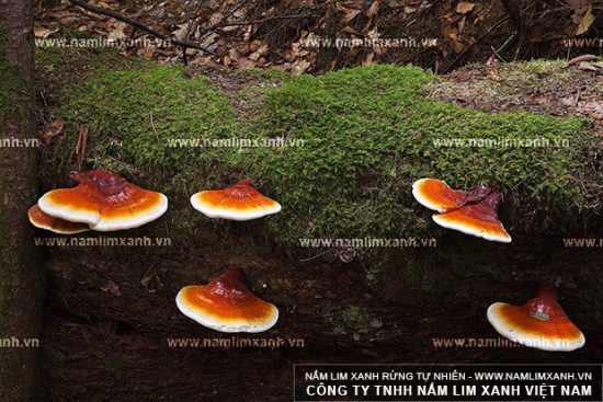 Hai nhóm công dụng của nấm lim xanh trong điều trị, hỗ trợ và ngăn ngừa bệnh Hai nhóm công dụng của nấm lim xanh trong điều trị, hỗ trợ và ngăn ngừa bệnh