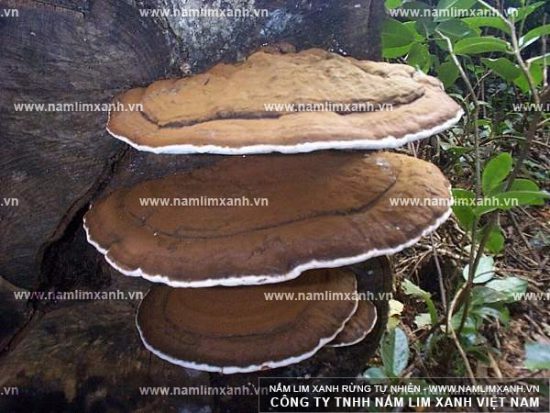 Công dụng nấm lim xanh ngâm rượu tăng cường sinh lý nam