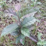 Công dụng cây xạ đen. Cách dùng và bảo quản cây xạ đen khoa học