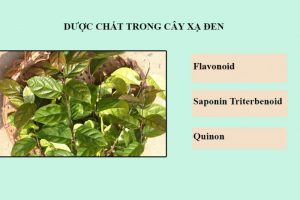 Thành phần dược chất quý trong cây xạ đen có nhiều tác dụng. Thành phần dược chất quý trong cây xạ đen có nhiều tác dụng.