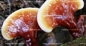 Giá của nấm lim xanh rừng và cách phân biệt nấm lim rừng thật đúng