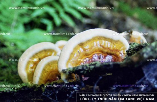 Giá nấm lim xanh đa dạng trên thị trường
