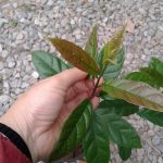 Tác dụng của lá xạ đen tươi. Cách sử dụng xạ đen chữa bệnh