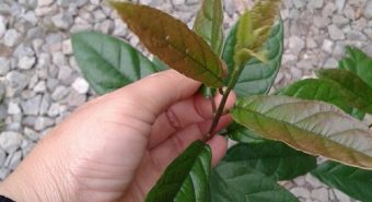 Tác dụng của lá xạ đen tươi. Cách sử dụng xạ đen chữa bệnh