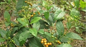 Hình ảnh cây thuốc xạ đen. Phân biệt xạ đen với xạ vàng, xạ đỏ