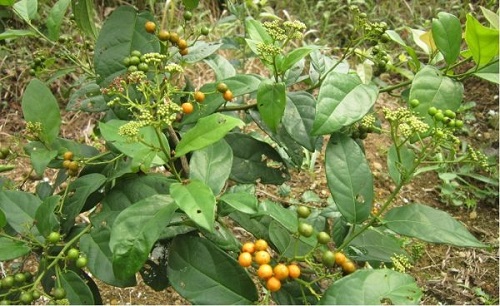 Hình ảnh cây thuốc xạ đen Hình ảnh cây thuốc xạ đen