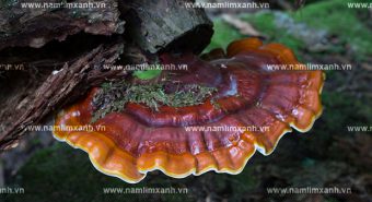 Cách nhận biết nấm lim xanh rừng qua hình dáng mùi vị và giá cả