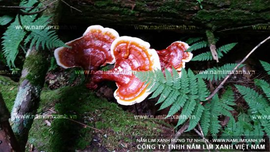 Hình ảnh nấm lim xanh Lào trong tự nhiên