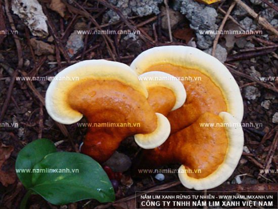 Hình ảnh nấm lim xanh rừng thật