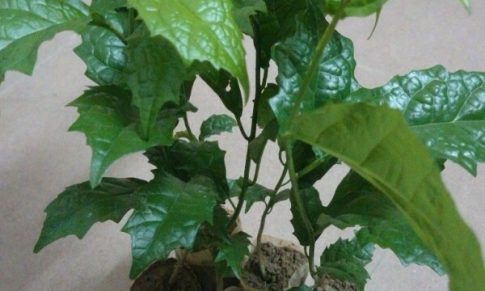 Tác dụng lá xạ đen chữa bệnh gan. Cách sử dụng xạ đen hiệu quả