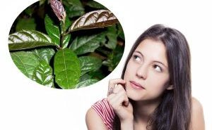 Lá xạ đen chữa bệnh gì? Tìm hiểu về nguồn gốc và công dụng của xạ đen