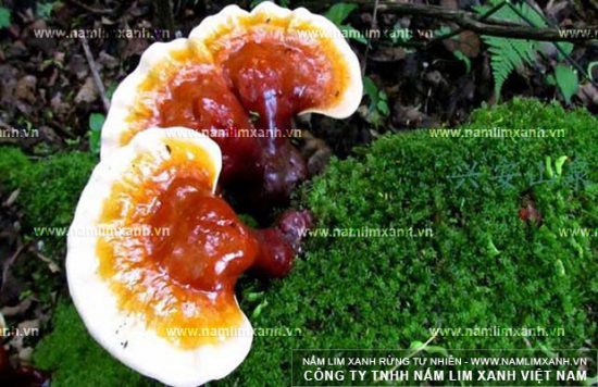 Lưu ý khi dùng nấm lim rừng Tiên Phước trị bệnh