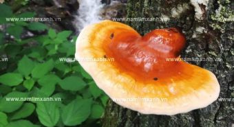 Mua nấm lim xanh ở Hà Nội địa chỉ bán nấm lim rừng Quảng Nam