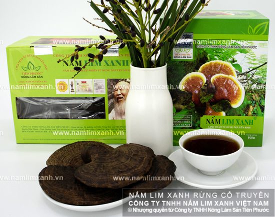 Nấm gỗ lim chữa các bệnh về gan vô cùng hiệu quả