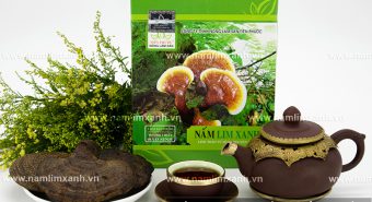 Nấm lim chữa bệnh ung thư gì cách dùng nấm lim rừng chữa ung thư
