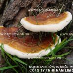 Nấm lim Lào đặc điểm hình ảnh cách dùng nấm lim Lào chữa bệnh