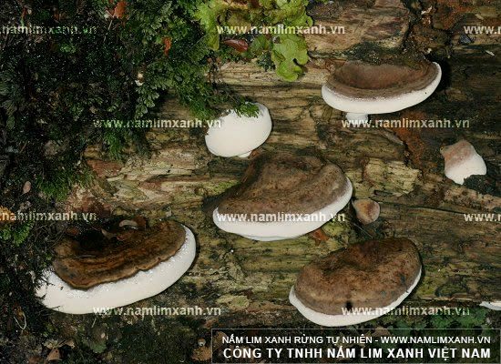 Nấm lim rừng hỗ trợ điều trị bệnh ung thư