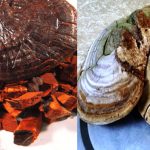 Nấm lim xanh bị mọt có dùng được không các tác hại của nấm mốc