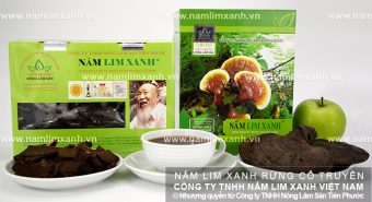 Nấm lim xanh chữa bệnh tiểu đường ra sao cách dùng nấm lim rừng