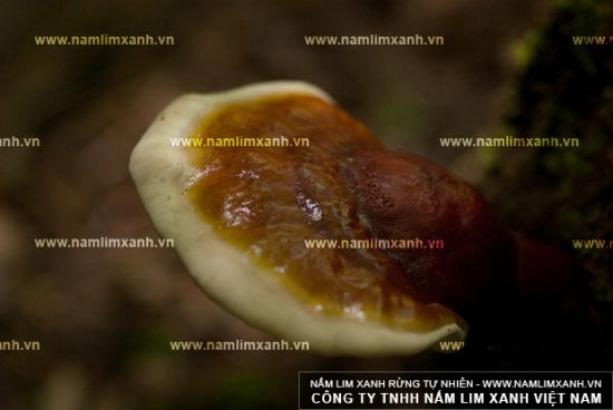 Nấm lim xanh chữa được những bệnh gì?