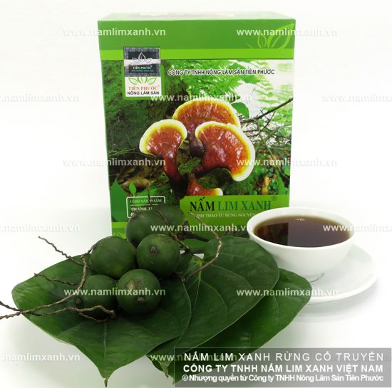Nấm lim xanh có tác dụng hỗ trợ điều trị ung thư