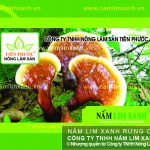 Nấm lim xanh giá bao nhiêu tiền 1kg và mua nấm lim rừng ở đâu?