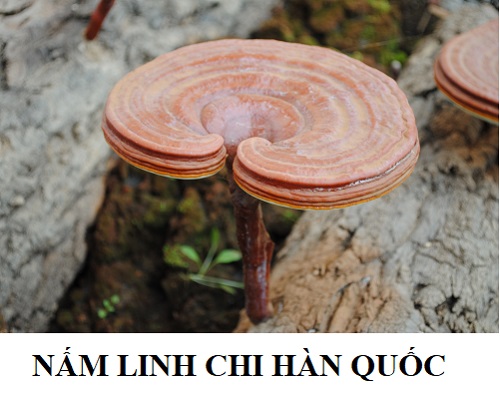 Nấm lim xanh Hàn Quốc có tốt hơn so với nấm lim xanh Việt Nam? Nấm lim xanh Hàn Quốc có tốt hơn so với nấm lim xanh Việt Nam?