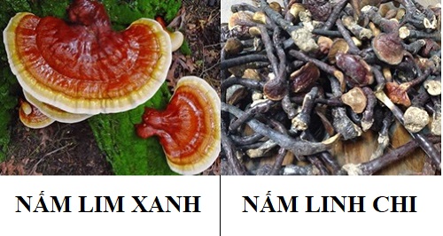 Phân biệt nấm lim xanh và nấm linh chi giúp người dùng dễ dàng mua được loại nấm phù hợp Phân biệt nấm lim xanh và nấm linh chi giúp người dùng dễ dàng mua được loại nấm phù hợp