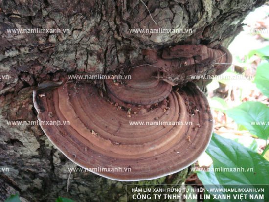 Nấm lim xanh Lào giúp điều trị bệnh tiểu đường, viêm khớp, gout Nấm lim xanh Lào giúp điều trị bệnh tiểu đường, viêm khớp, gout