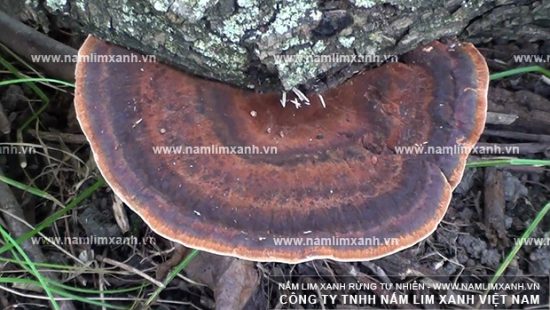 Nấm lim xanh ngâm rượu